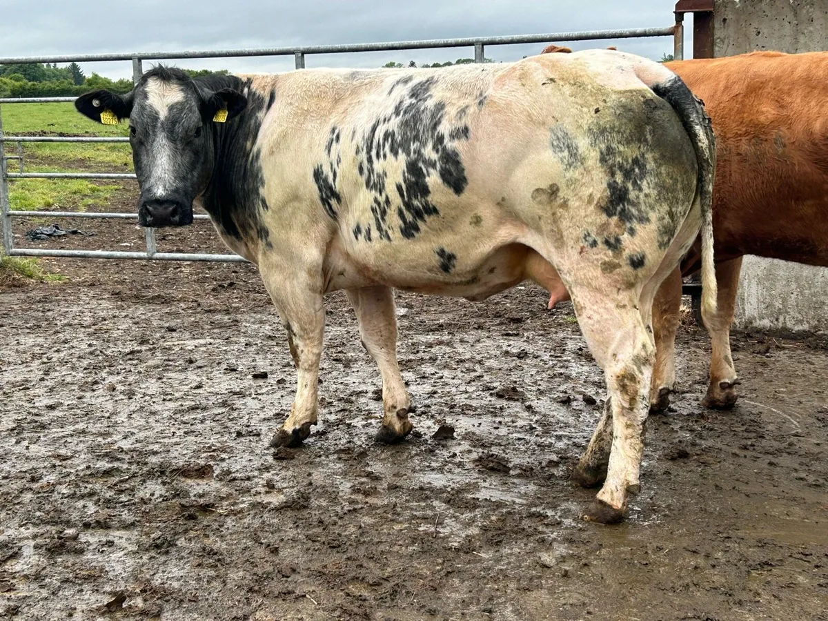 super u grade blue cow and caif - Image 4
