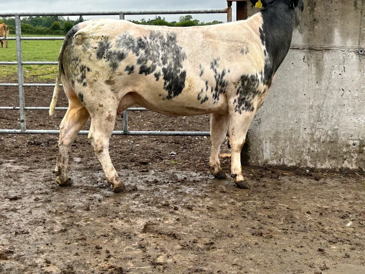 super u grade blue cow and caif - Image 2