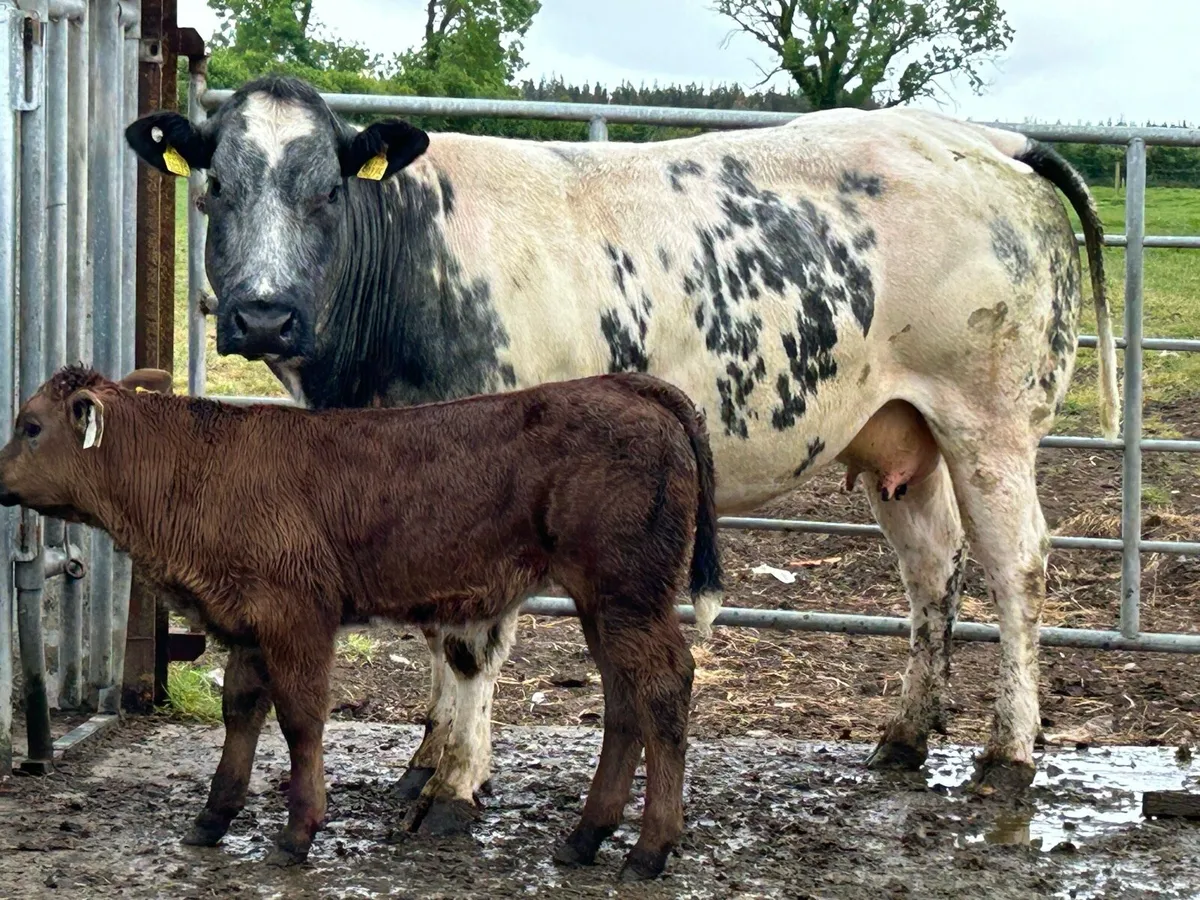 super u grade blue cow and caif - Image 1