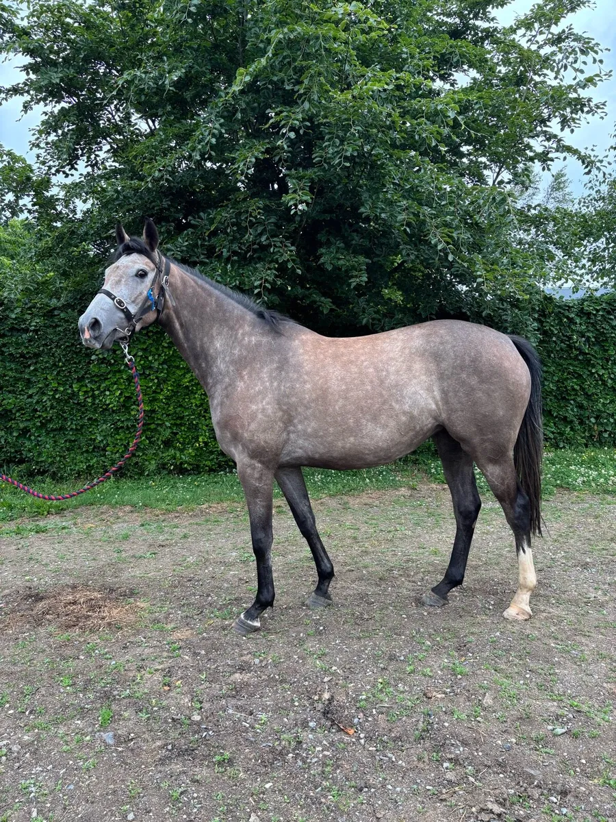 Jukebox Jury 3yo filly - Image 1