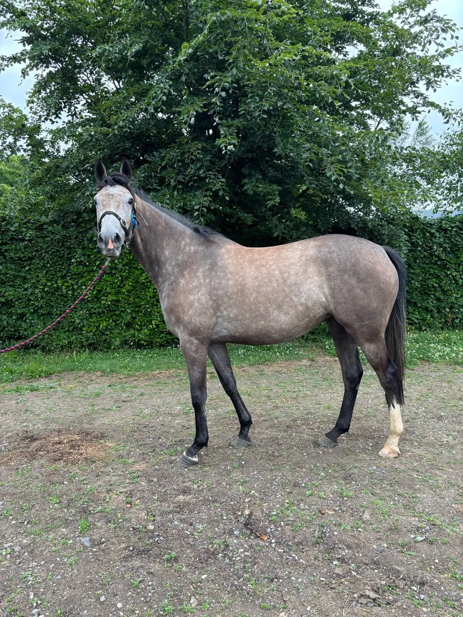 Jukebox Jury 3yo filly - Image 3