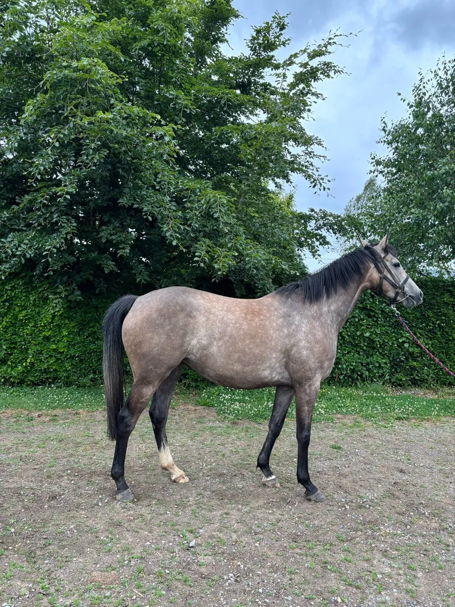 Jukebox Jury 3yo filly - Image 4