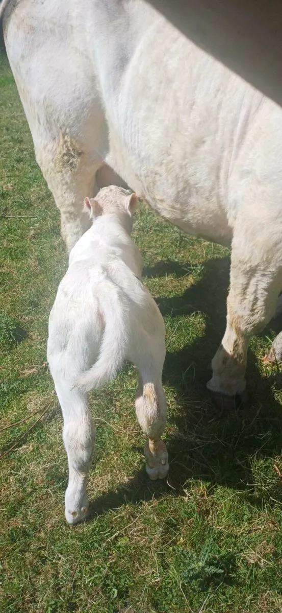 Pbr char bull calf - Image 1