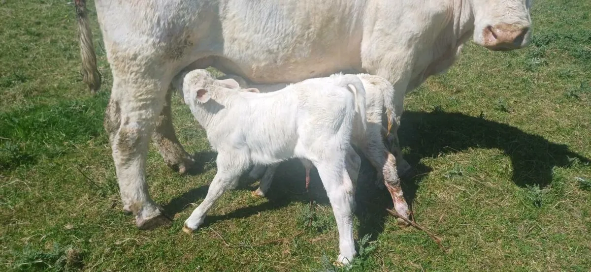 Pbr char bull calf - Image 2