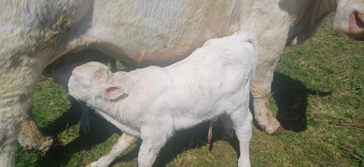 Pbr char bull calf - Image 3
