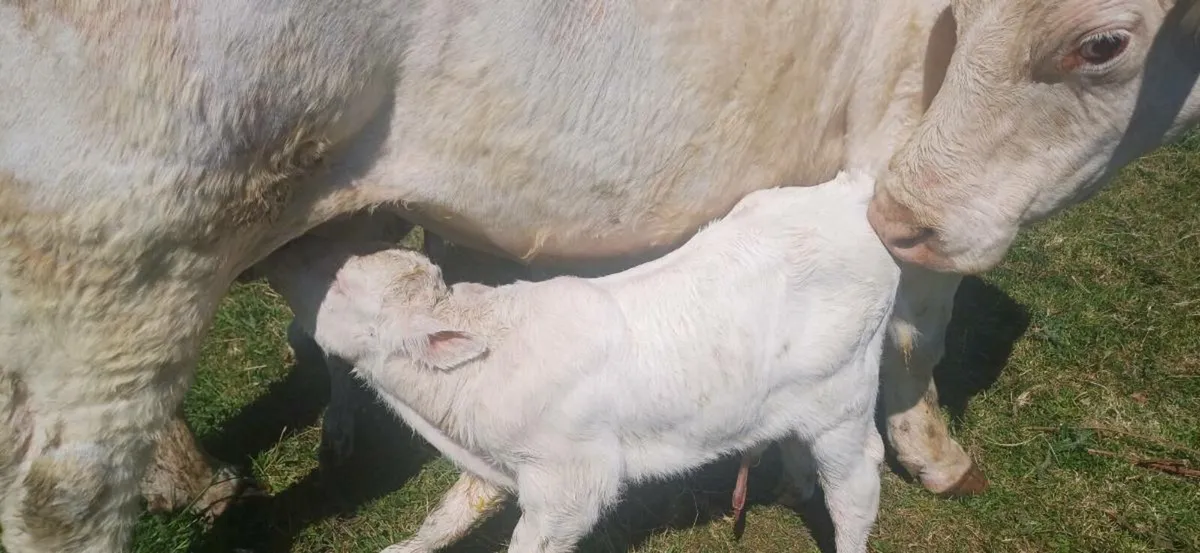 Pbr char bull calf - Image 4