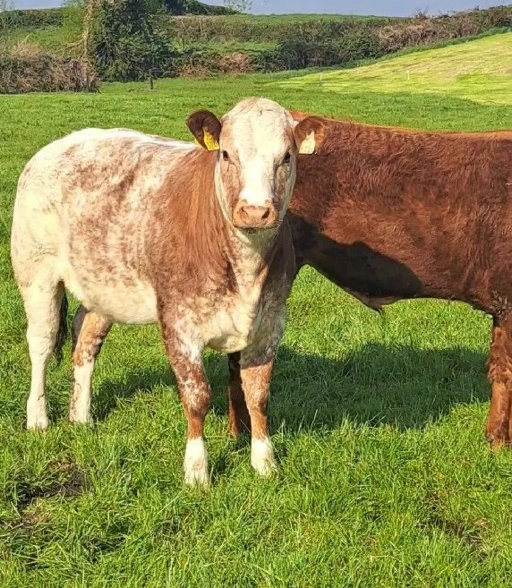 2 Super AI bred Limousine Heifers by EBY  ⭐️⭐️⭐️⭐️ - Image 1