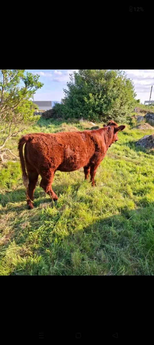 Saler heifer for sale - Image 1