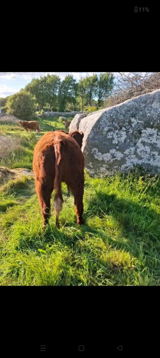 Saler heifer for sale - Image 2