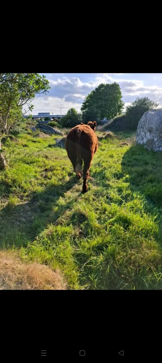 Saler heifer for sale - Image 3