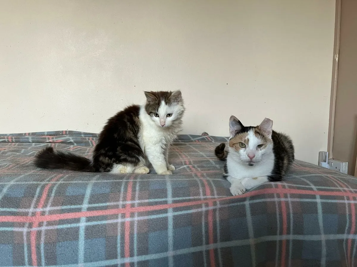 Cali and Fluffy - Image 1