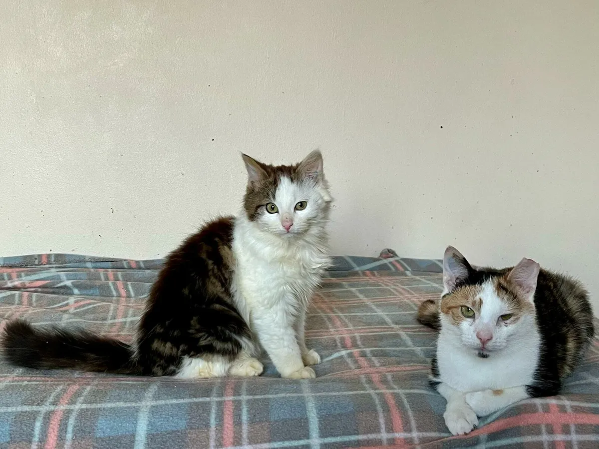 Cali and Fluffy - Image 4