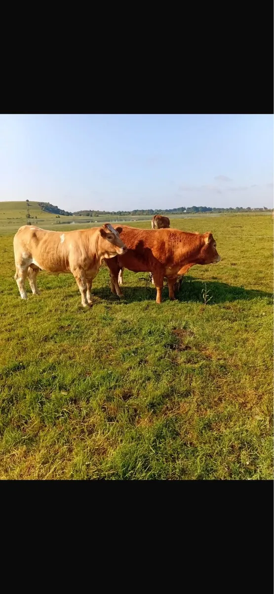 2 first calved heifers - Image 1