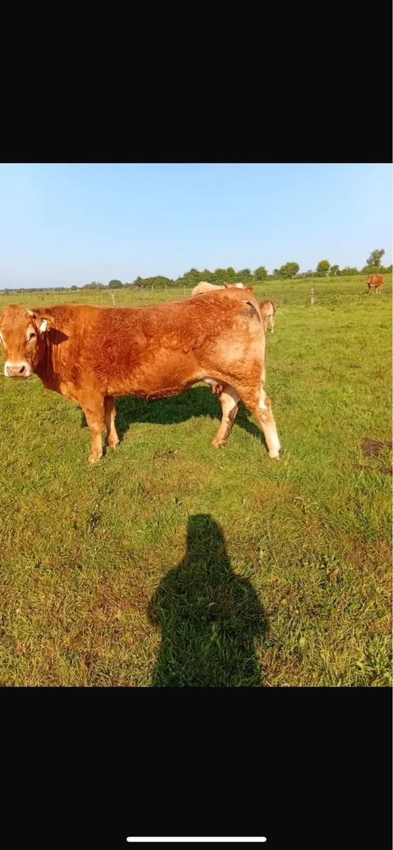 2 first calved heifers - Image 3