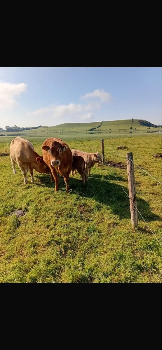 2 first calved heifers - Image 4