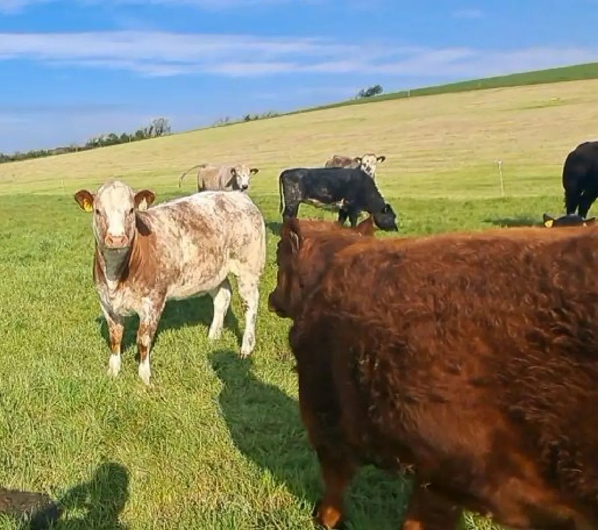 2 Super AI bred Limousine Heifers by EBY  ⭐️⭐️⭐️⭐️ - Image 3