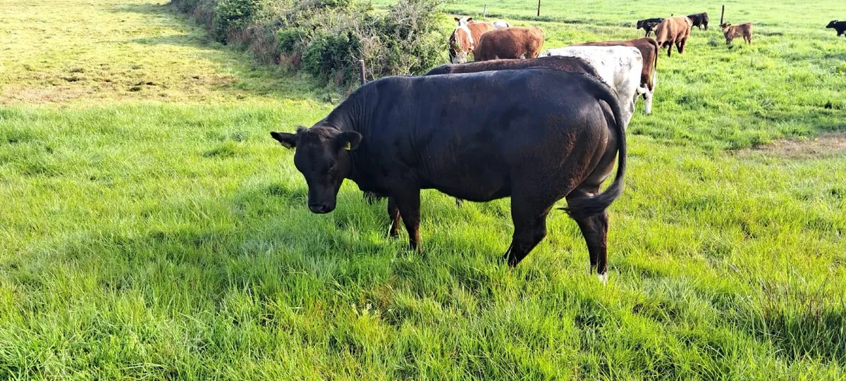 2 Super AI bred Limousine Heifers by EBY  ⭐️⭐️⭐️⭐️ - Image 4
