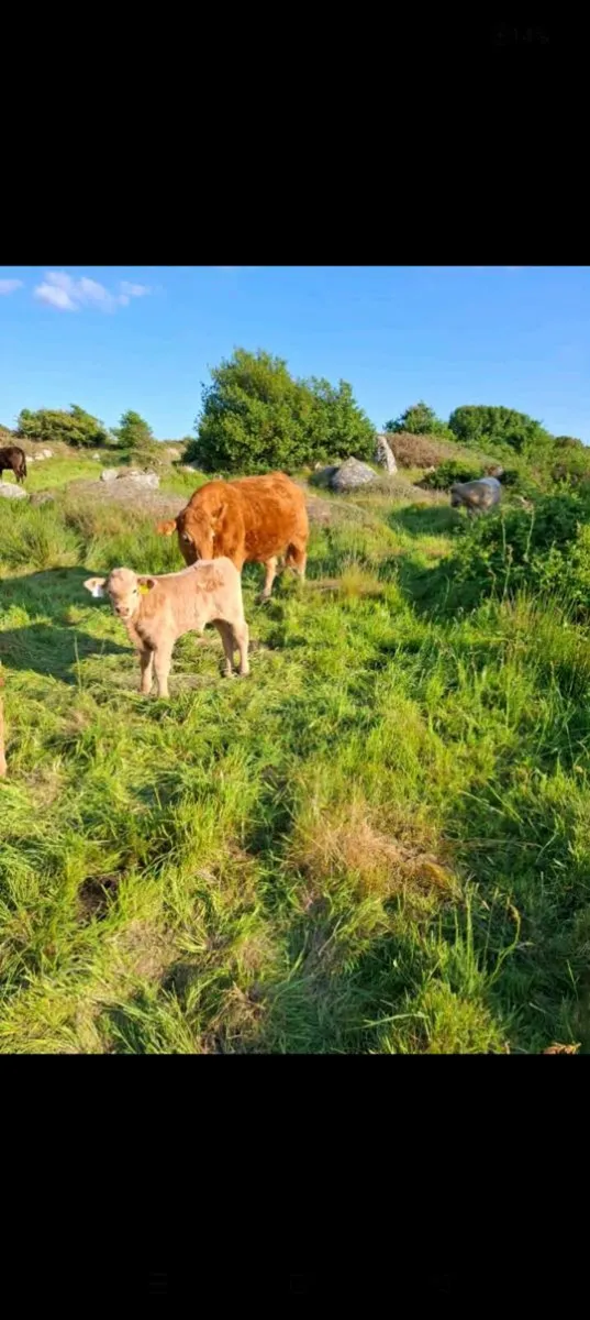 Cows and calves for sale headford mart sat 24th - Image 1