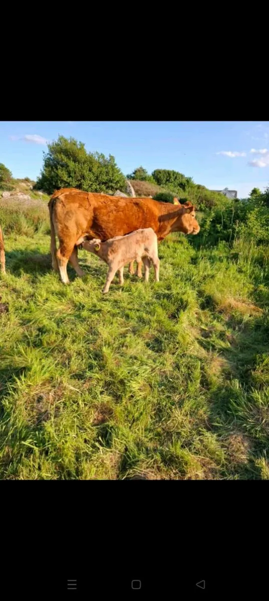 Cows and calves for sale headford mart sat 24th - Image 3