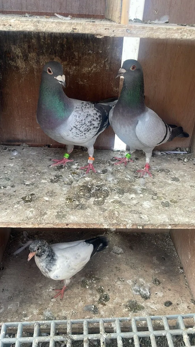 Racing Pigeons for sale - Image 1