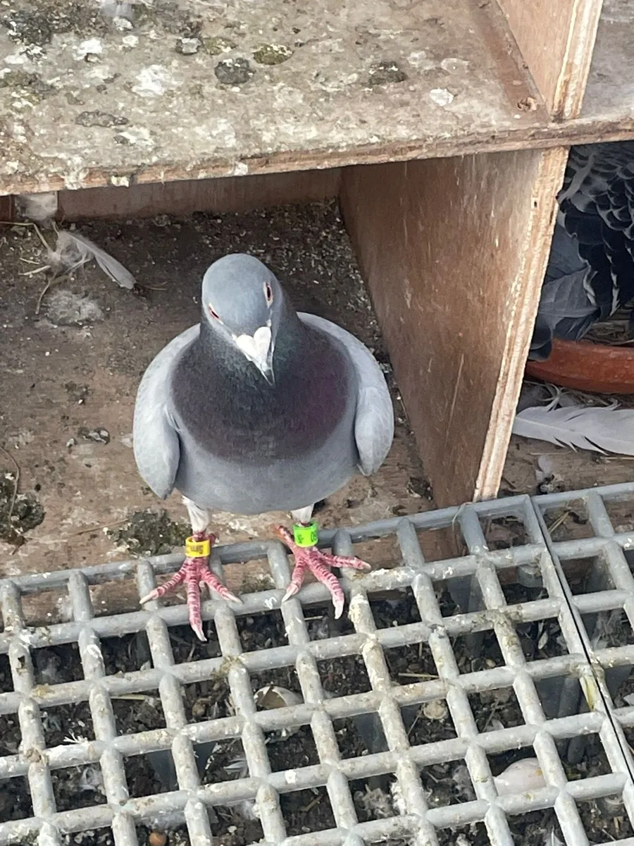 Racing Pigeons for sale - Image 3