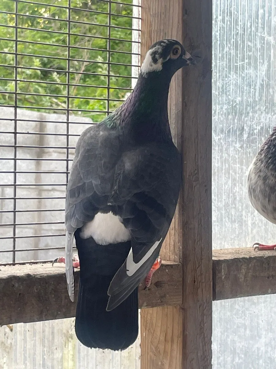 Racing Pigeons for sale - Image 4