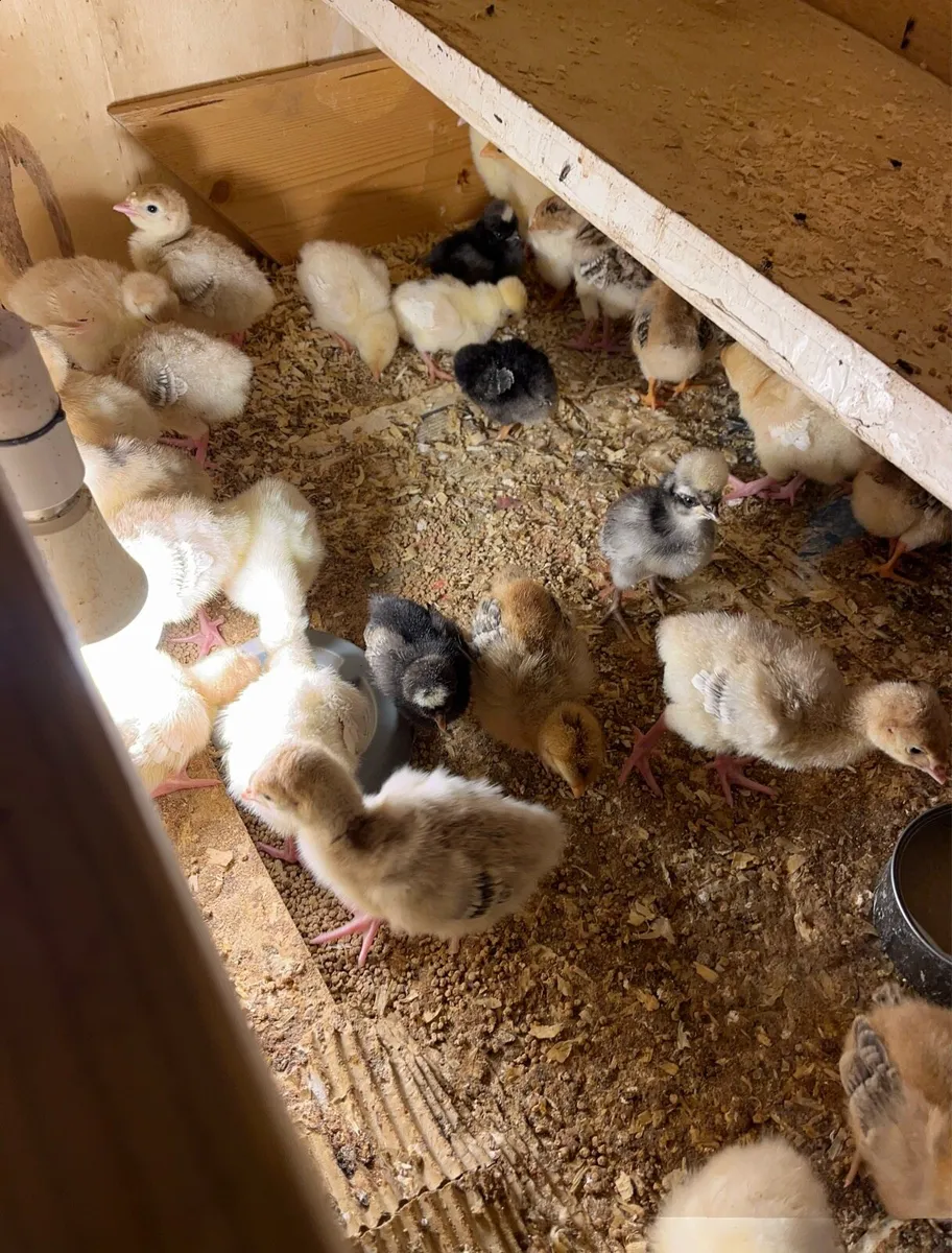 1 week to 4 week old chicks - Image 1