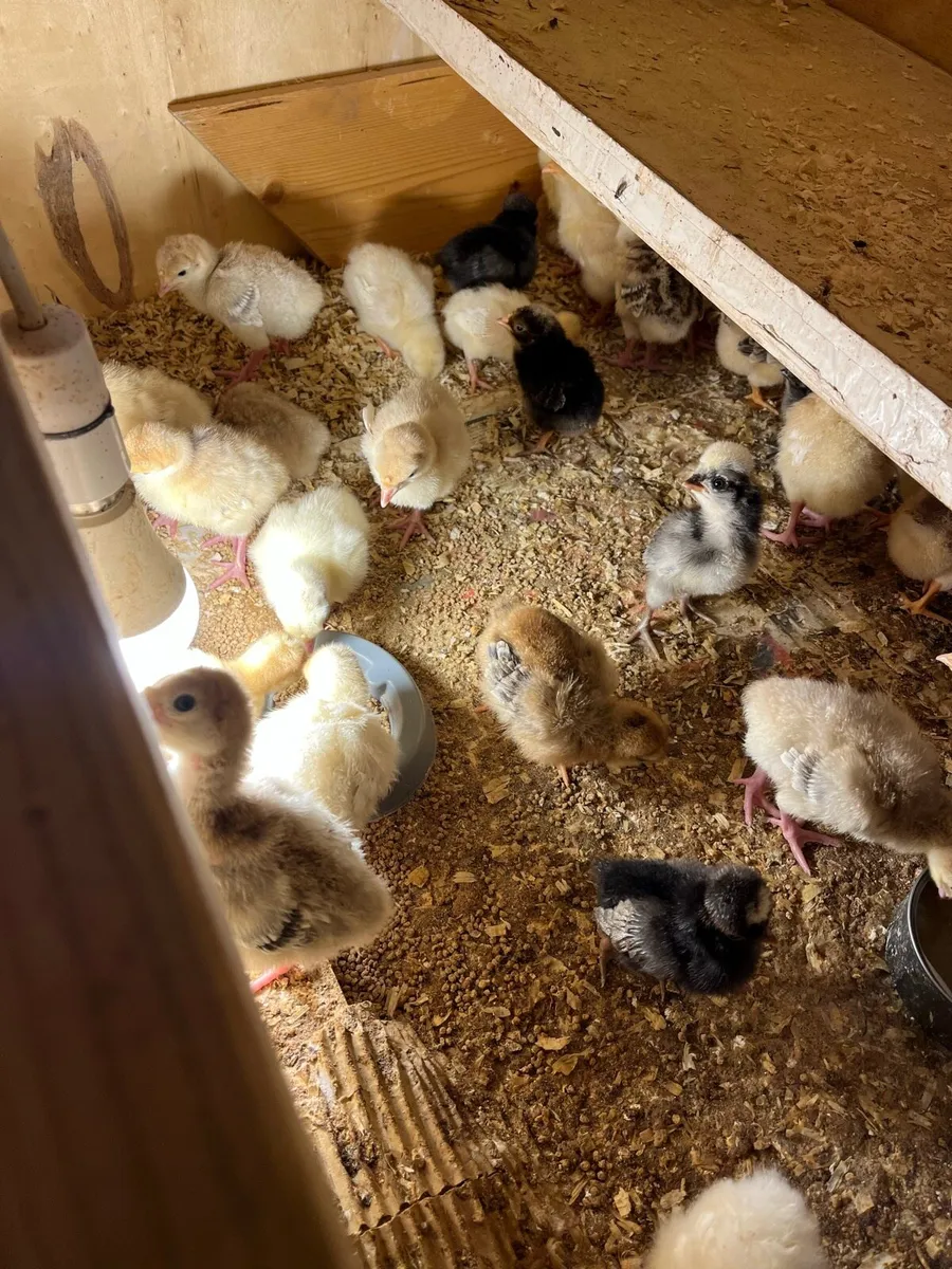 1 week to 4 week old chicks - Image 2