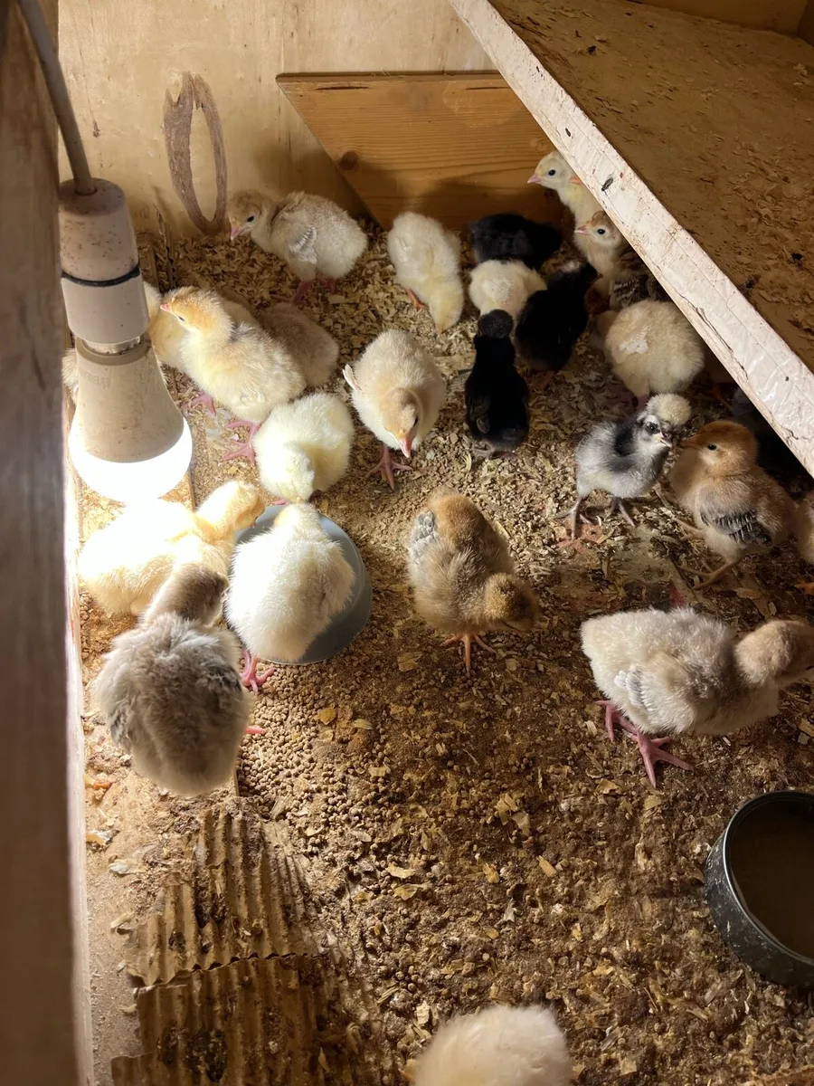 1 week to 4 week old chicks - Image 3