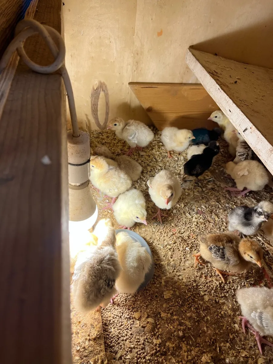 1 week to 4 week old chicks - Image 4
