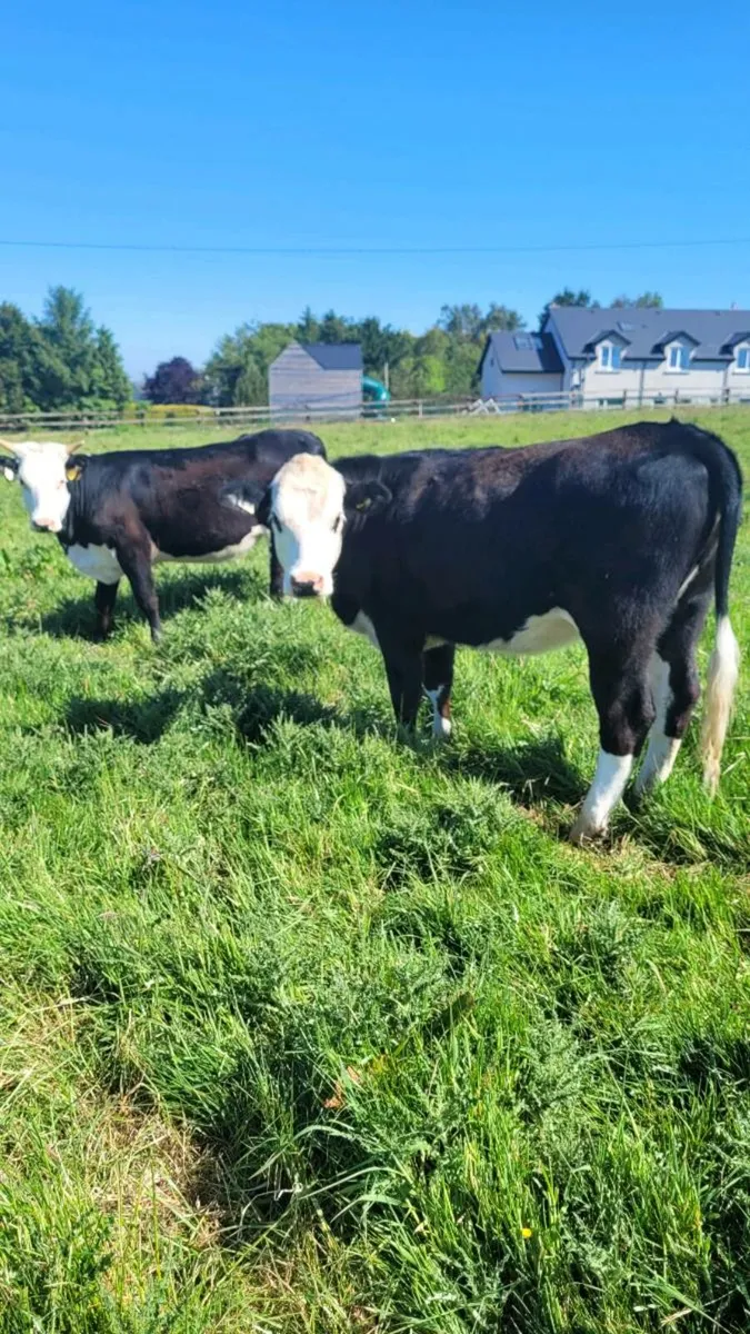 Hereford heifers - Image 1