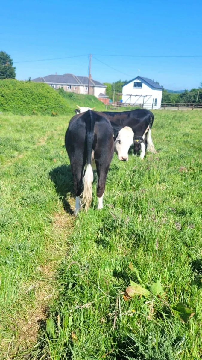 Hereford heifers - Image 2