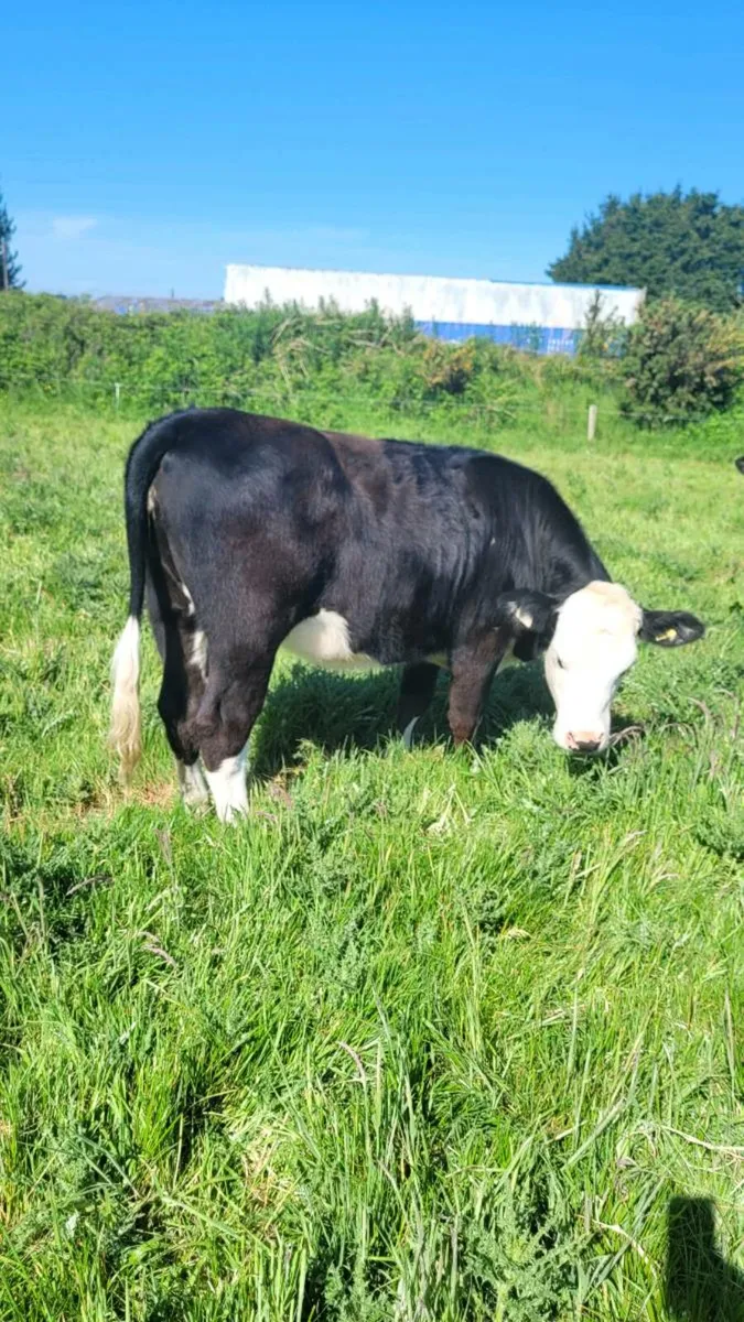 Hereford heifers - Image 3