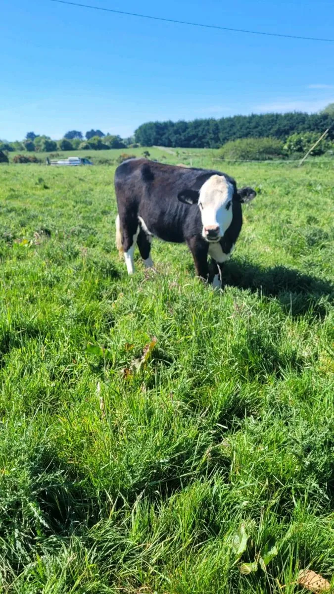 Hereford heifers - Image 4