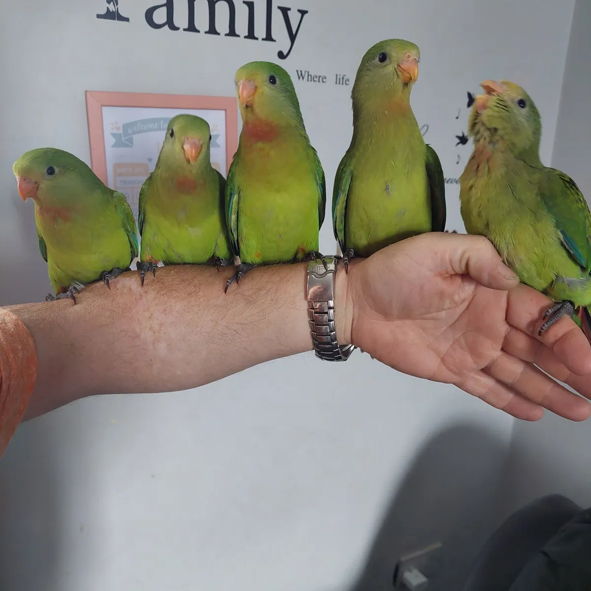 Barraband parrots - Image 1