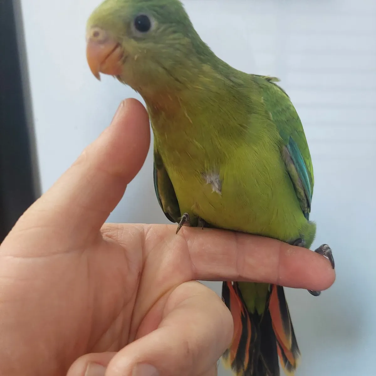 Barraband parrots - Image 2