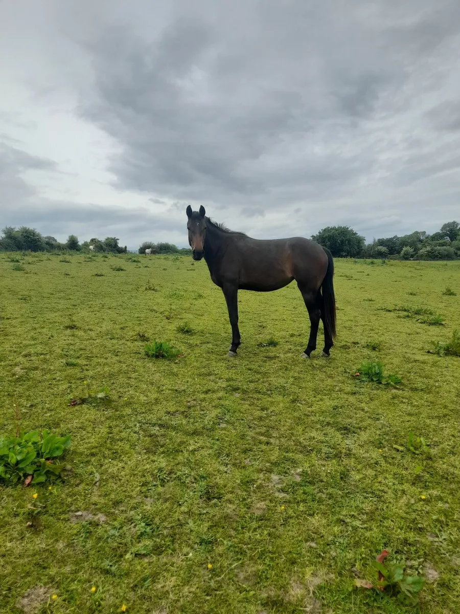 2 , 2 year old Fillies - Image 1