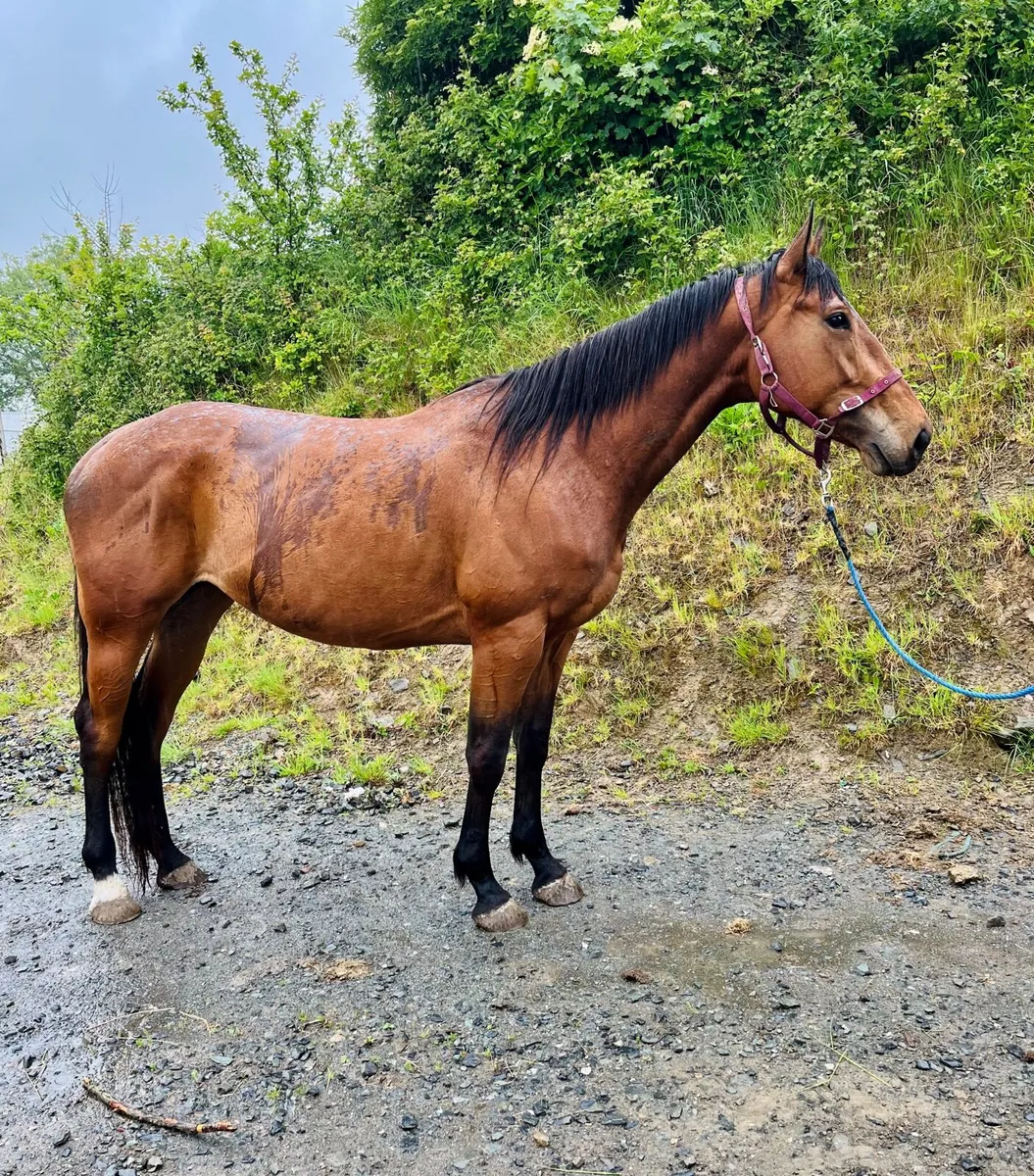 4 yr old 16.1hh unbroken mare , ish x ID