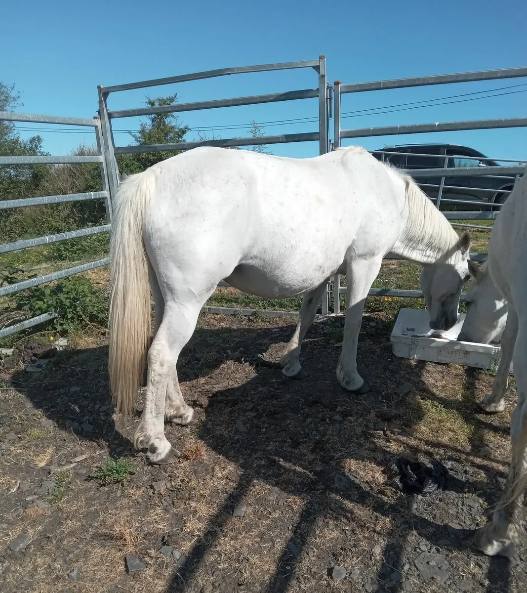 Connemara Mare - Image 1