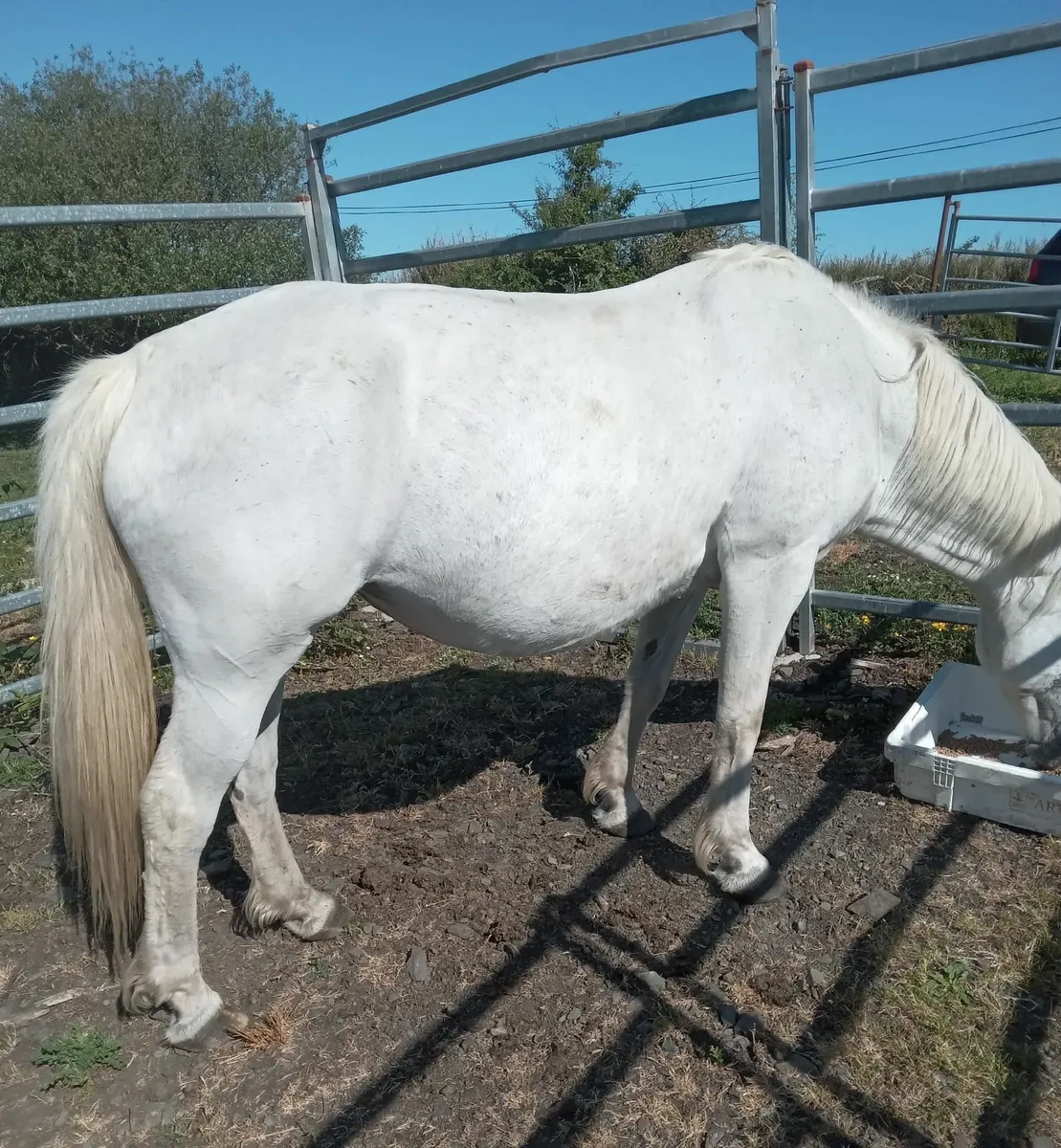 Connemara Mare - Image 2