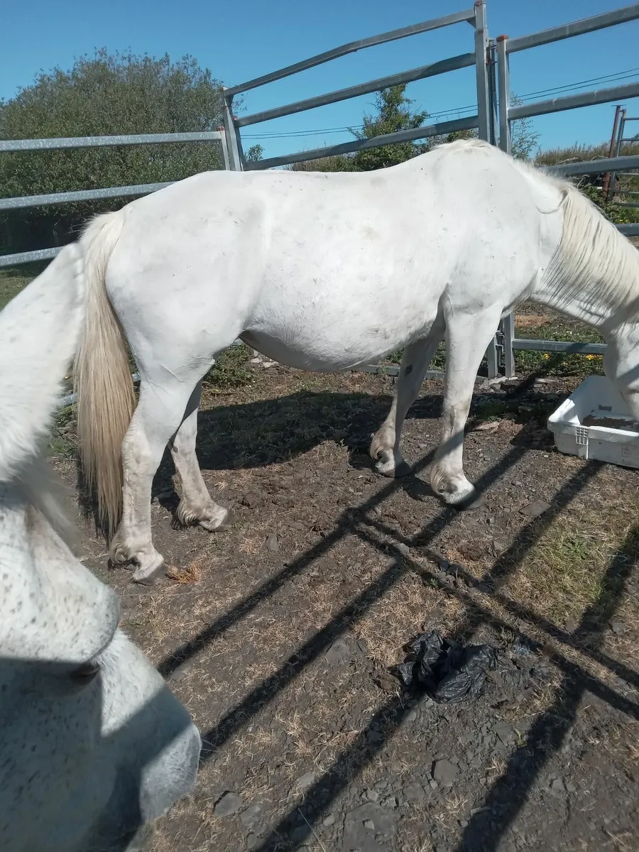 Connemara Mare - Image 3
