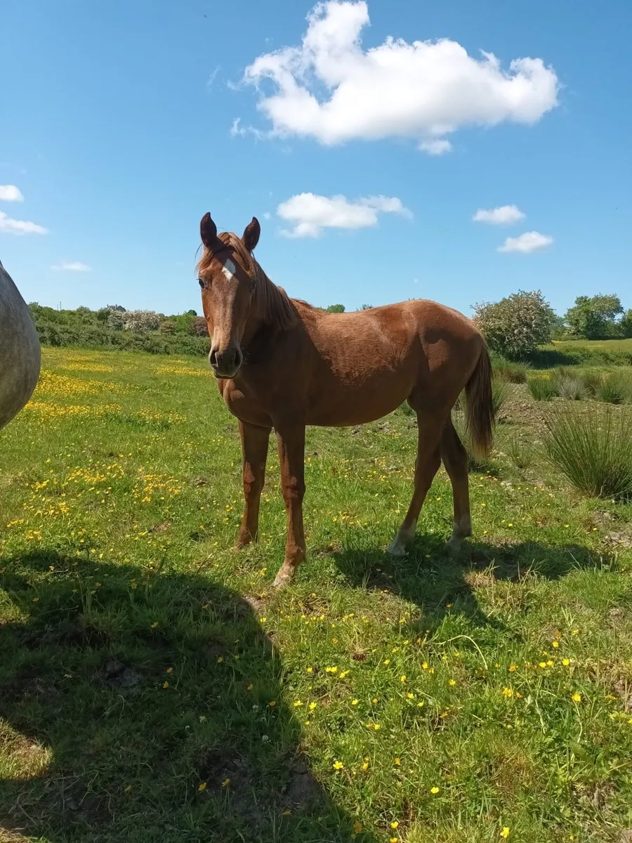 Horse - Image 1