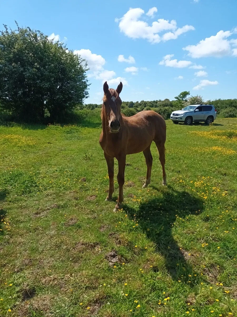 Horse - Image 3