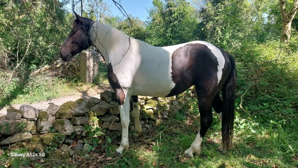 3yr old filly - Image 1