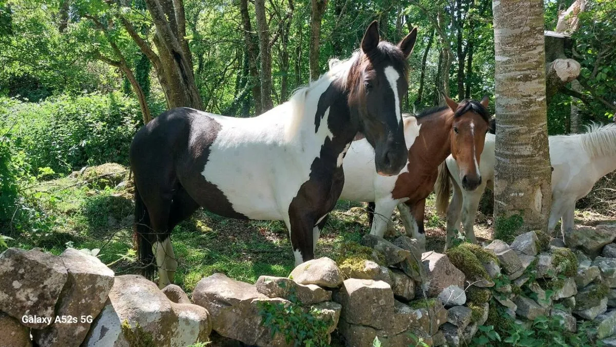 3yr old filly - Image 2