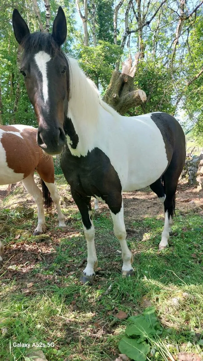 3yr old filly - Image 3