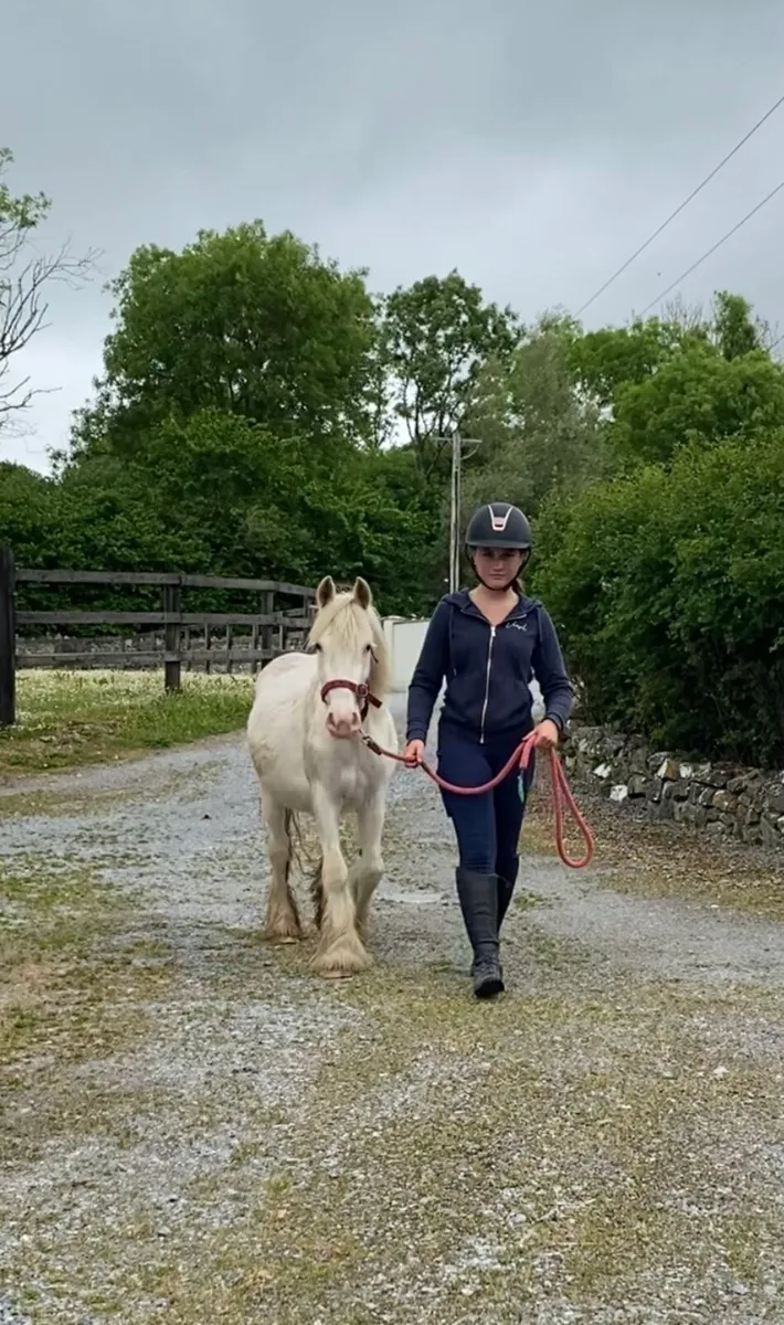 UNUSUAL MINI-COB MARE - Image 1