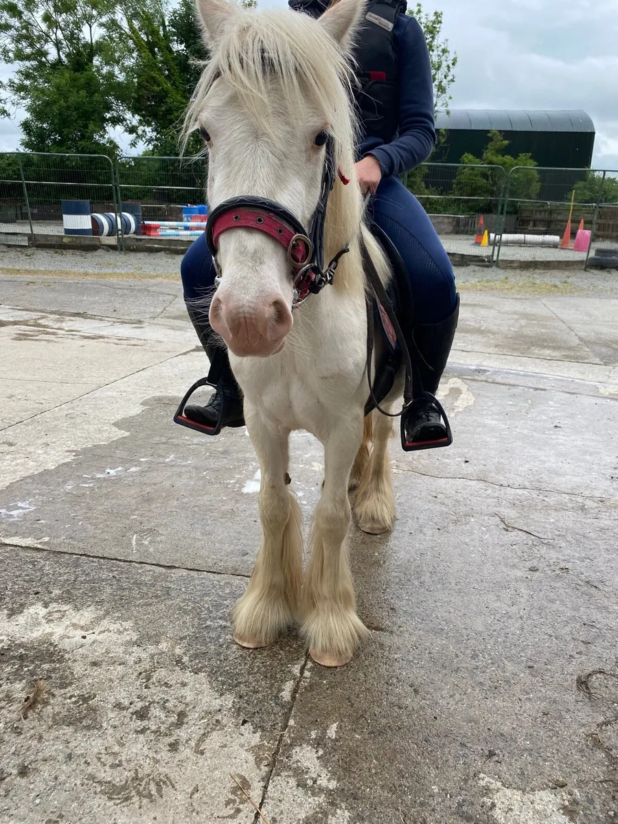 UNUSUAL MINI-COB MARE - Image 2