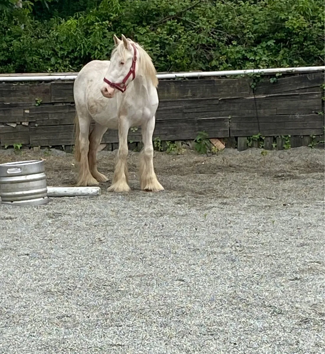 UNUSUAL MINI-COB MARE - Image 3