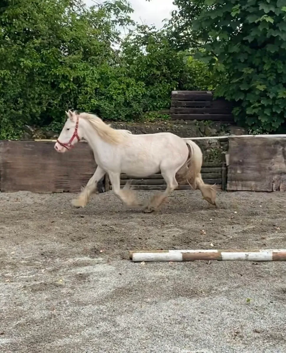 UNUSUAL MINI-COB MARE - Image 4
